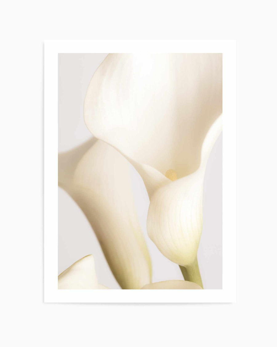 White Calla Lily No 2 By Studio III | Art Print from Olive et Oriel where you can shop wallpaper and artworks online