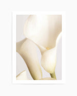 White Calla Lily No 2 By Studio III | Art Print
