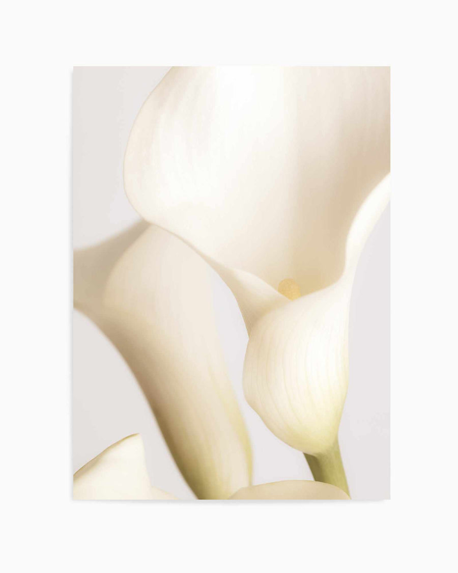 White Calla Lily No 2 By Studio III | Art Print from Olive et Oriel where you can shop wallpaper and artworks online