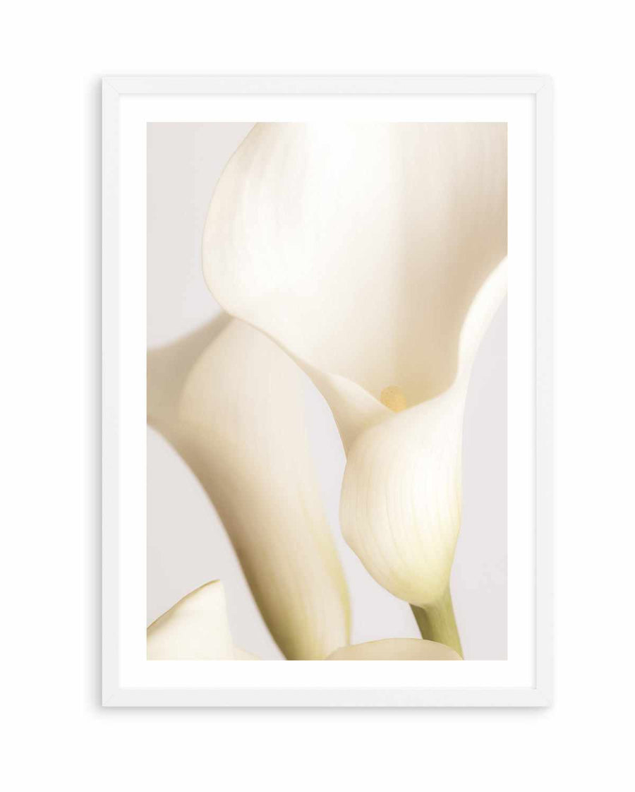 White Calla Lily No 2 By Studio III | Art Print from Olive et Oriel where you can shop wallpaper and artworks online