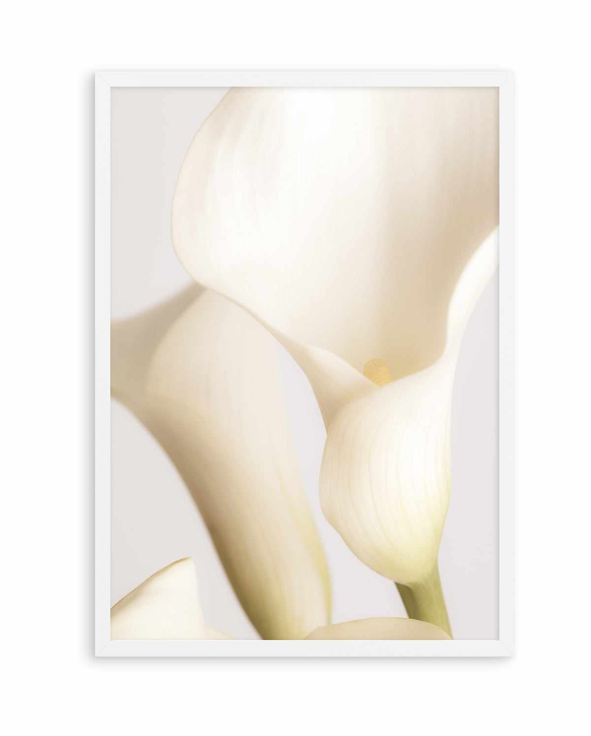 white calla lily wall art Botanical Wall Art Print