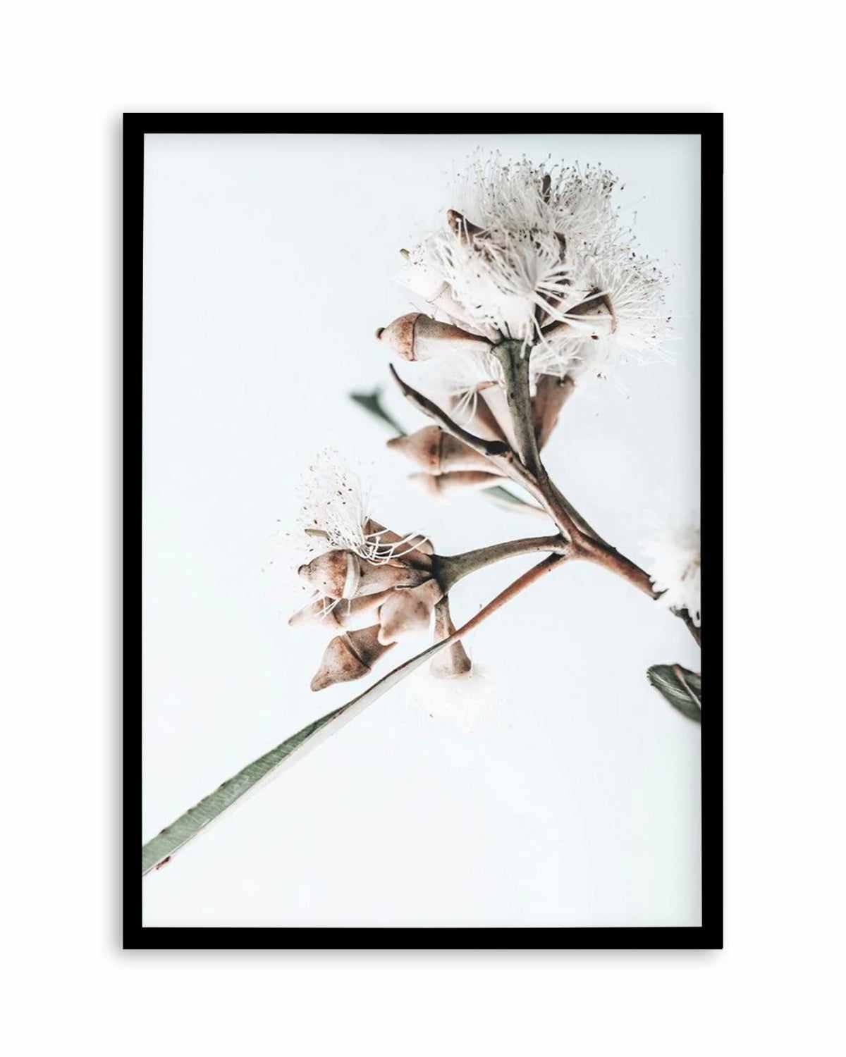 White Eucalyptus I Art Print