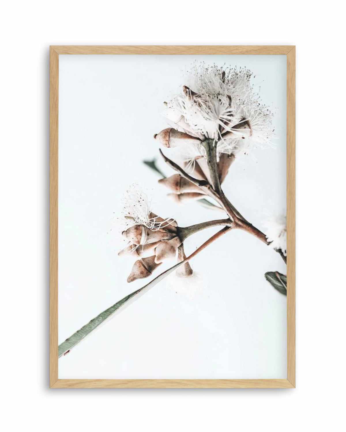 White Eucalyptus I Art Print