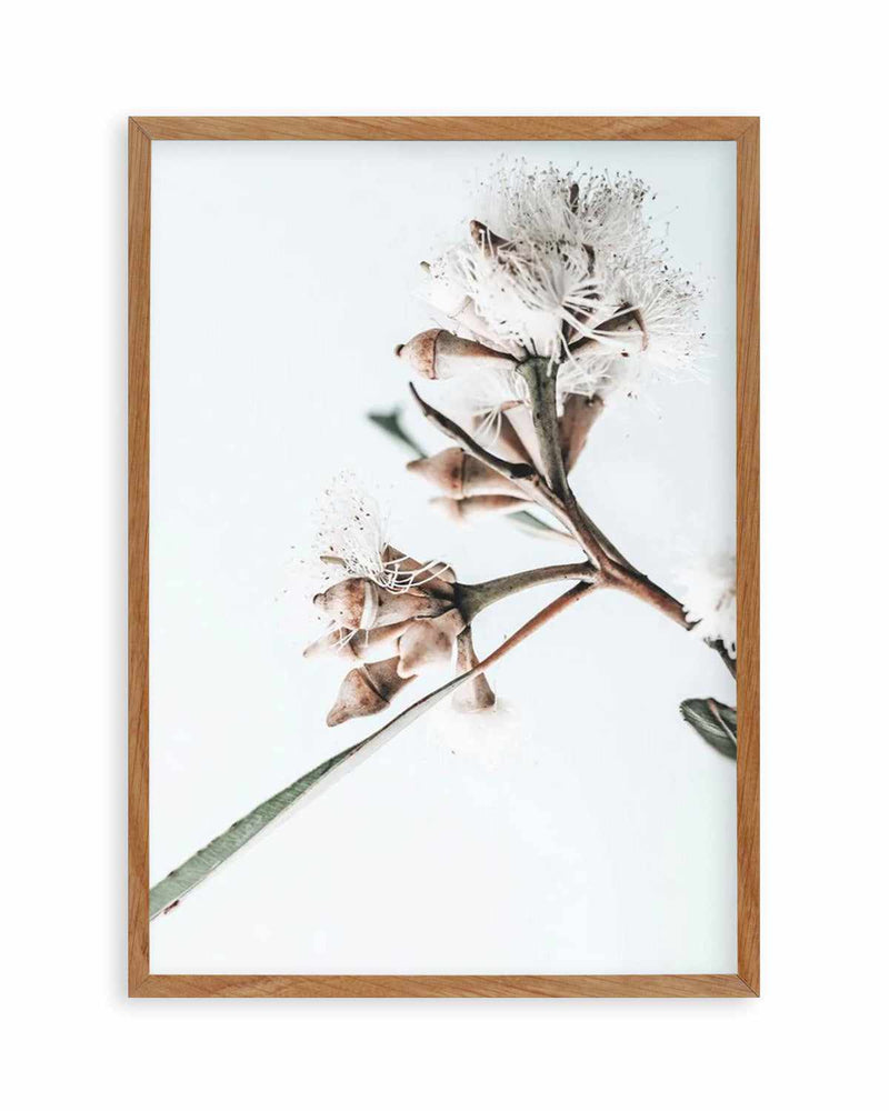 White Eucalyptus I Art Print