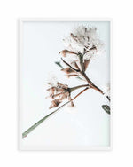 White Eucalyptus I Art Print