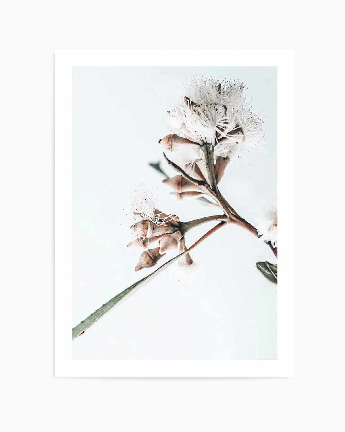 White Eucalyptus I Art Print