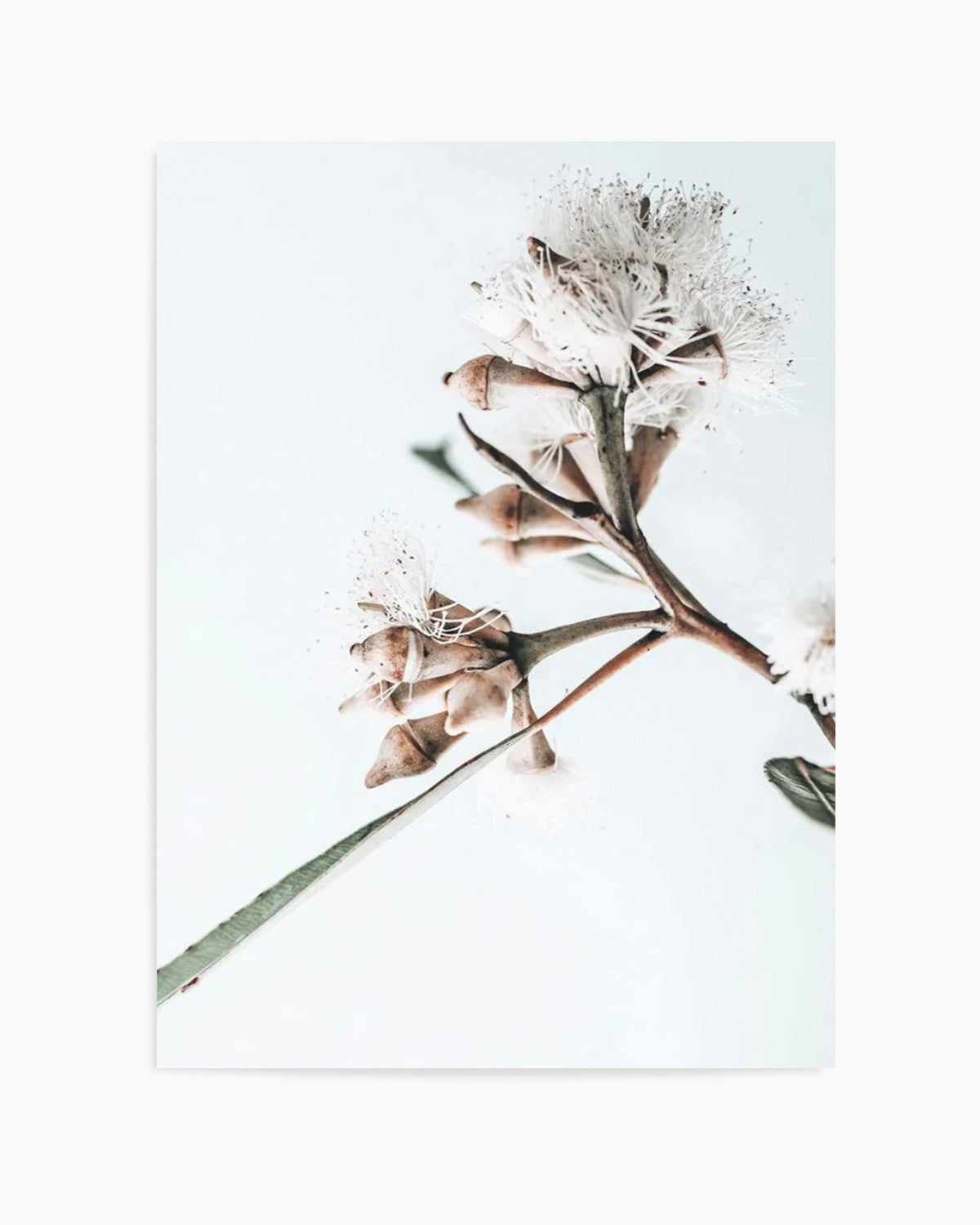 White Eucalyptus I Art Print