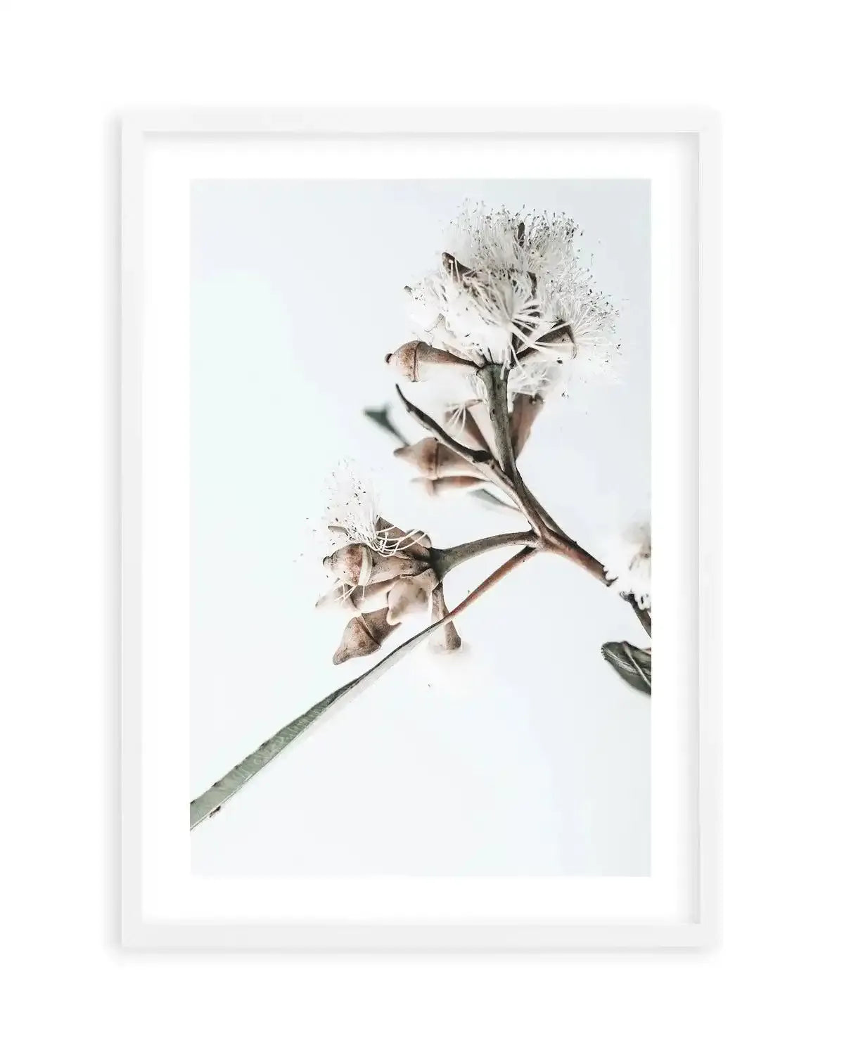 White Eucalyptus I Art Print-PRINT-Olive et Oriel-Olive et Oriel-Buy-Australian-Art-Prints-Online-with-Olive-et-Oriel-Your-Artwork-Specialists-Austrailia-Decorate-With-Coastal-Photo-Wall-Art-Prints-From-Our-Beach-House-Artwork-Collection-Fine-Poster-and-Framed-Artwork