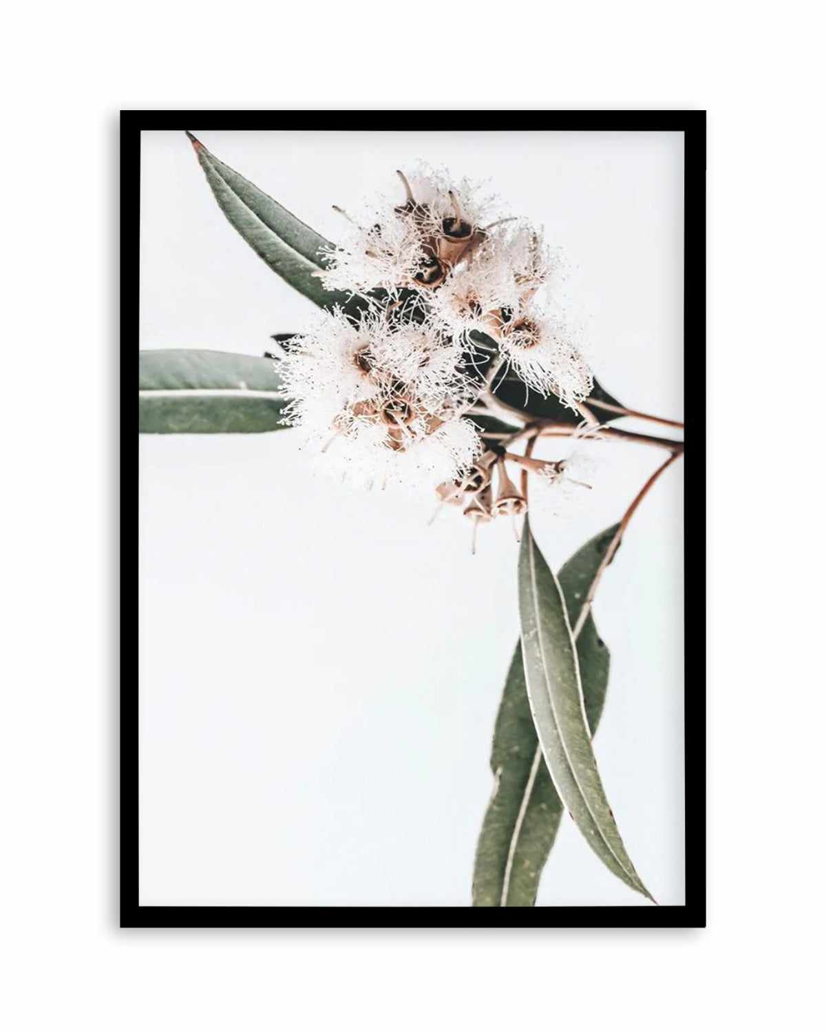 White Eucalyptus II Art Print