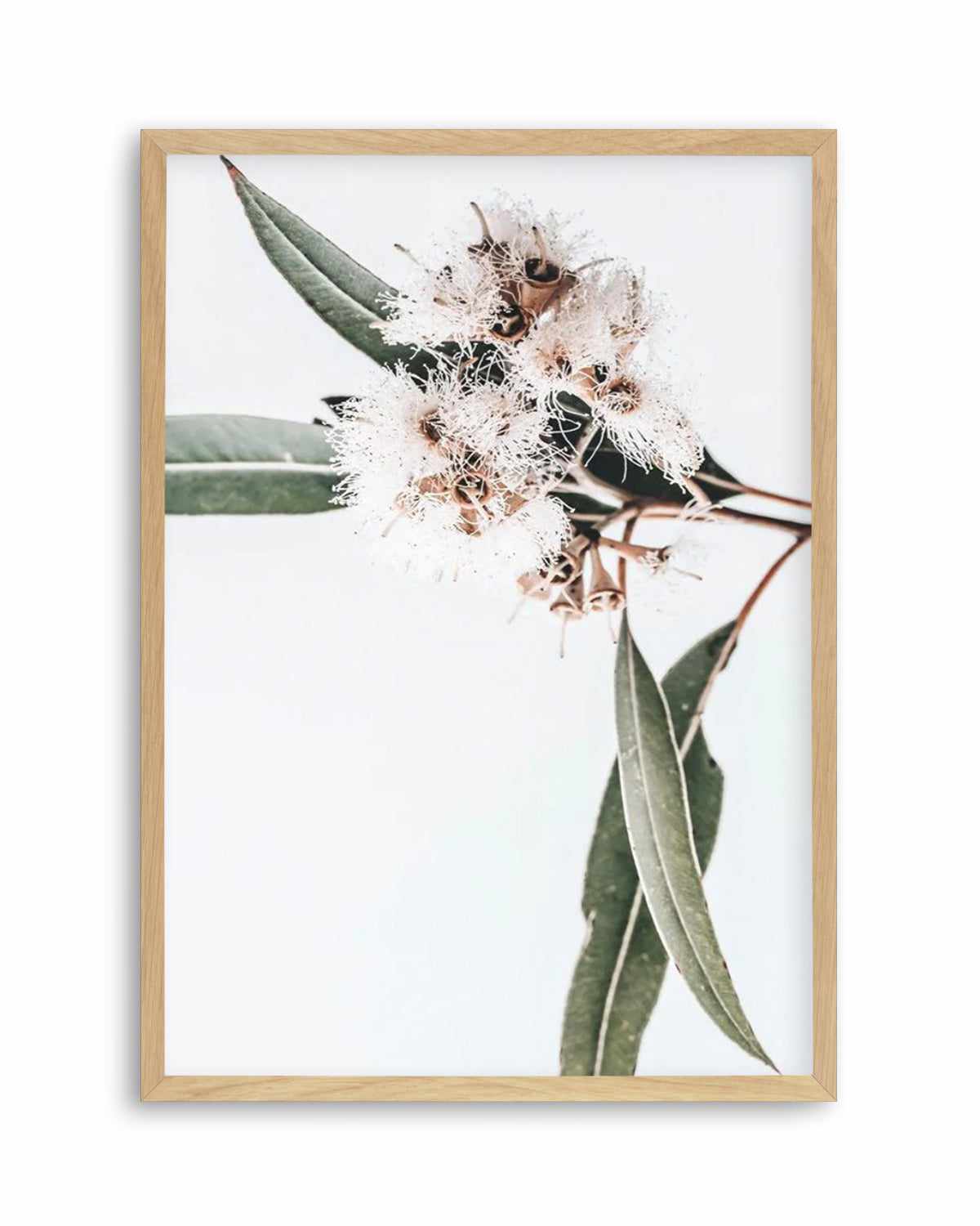 White Eucalyptus II Art Print