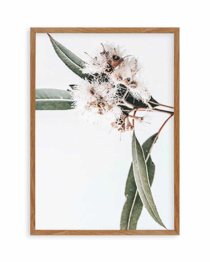 White Eucalyptus II Art Print
