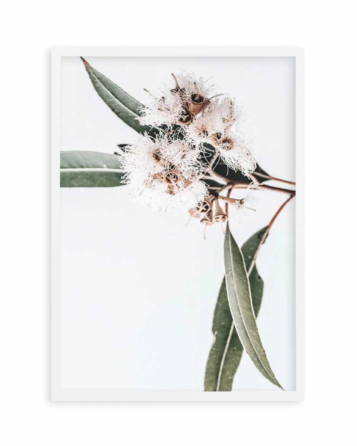 White Eucalyptus II Art Print