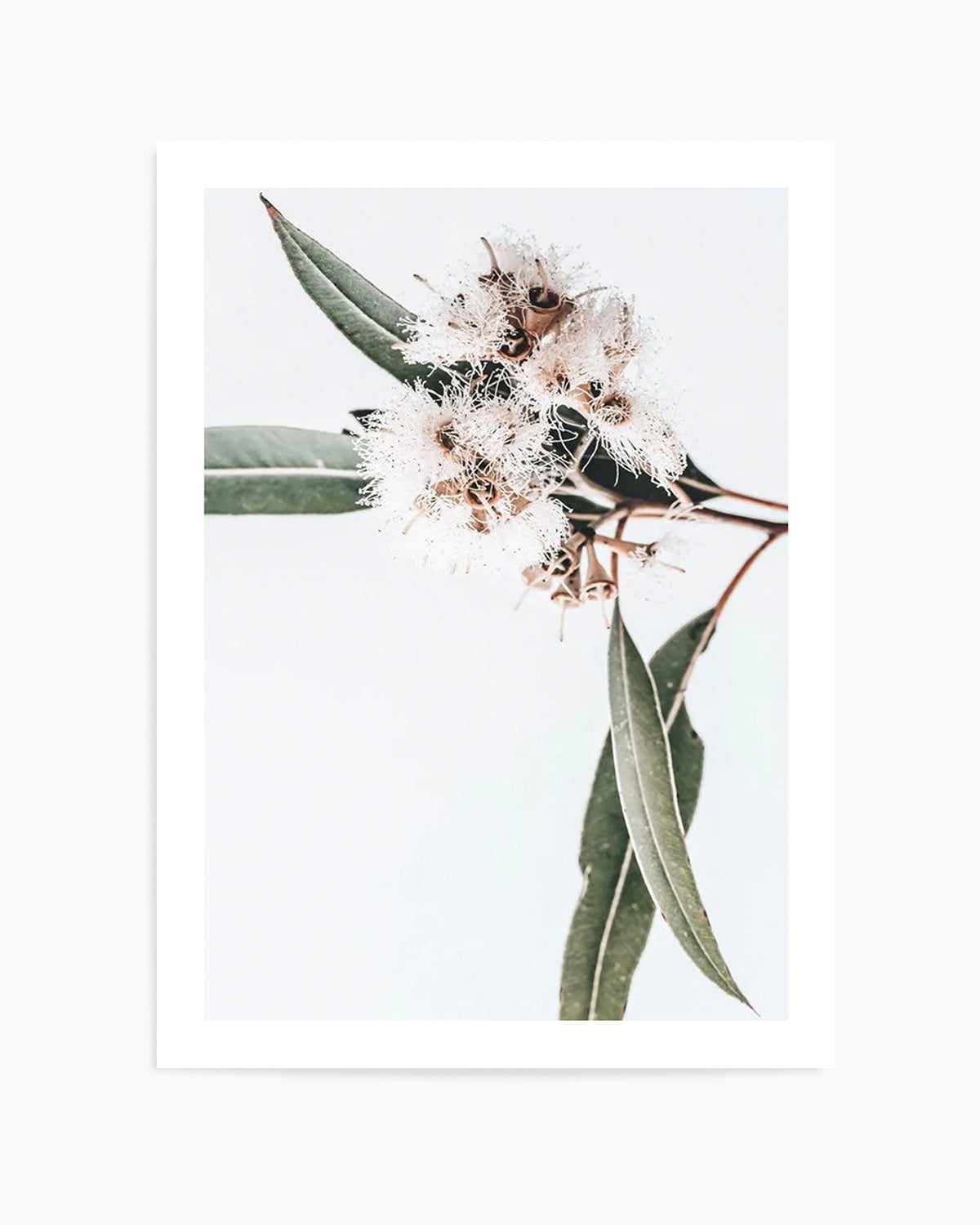 White Eucalyptus II Art Print