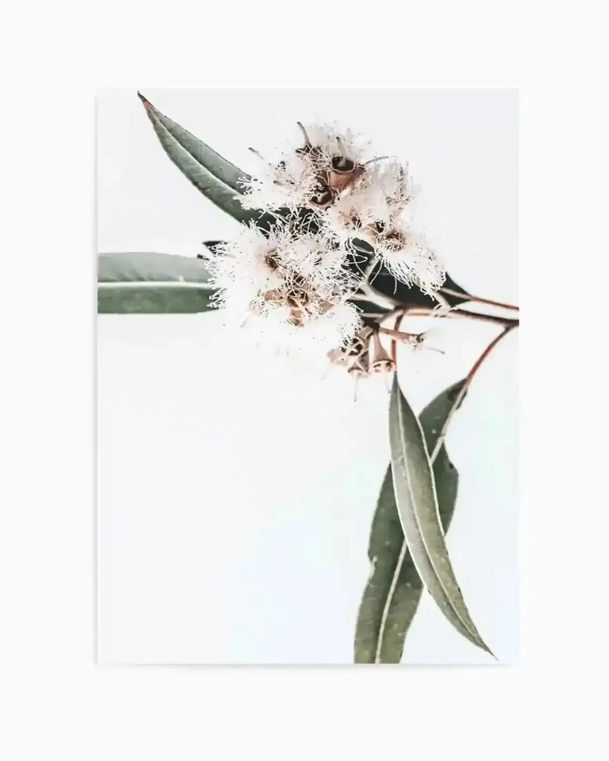 White Eucalyptus II Art Print from Olive et Oriel where you can shop wallpaper and artworks online