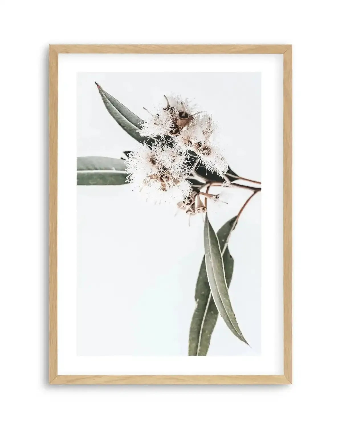White Eucalyptus II Art Print-PRINT-Olive et Oriel-Olive et Oriel-Buy-Australian-Art-Prints-Online-with-Olive-et-Oriel-Your-Artwork-Specialists-Austrailia-Decorate-With-Coastal-Photo-Wall-Art-Prints-From-Our-Beach-House-Artwork-Collection-Fine-Poster-and-Framed-Artwork