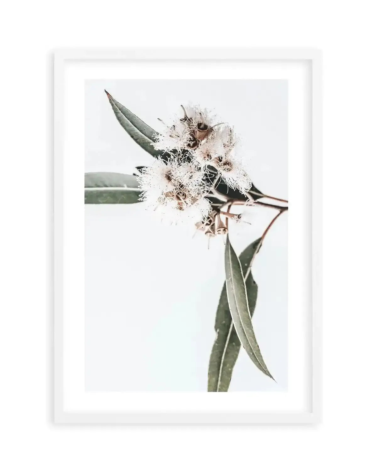 White Eucalyptus II Art Print-PRINT-Olive et Oriel-Olive et Oriel-Buy-Australian-Art-Prints-Online-with-Olive-et-Oriel-Your-Artwork-Specialists-Austrailia-Decorate-With-Coastal-Photo-Wall-Art-Prints-From-Our-Beach-House-Artwork-Collection-Fine-Poster-and-Framed-Artwork