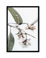 White Eucalyptus III Art Print