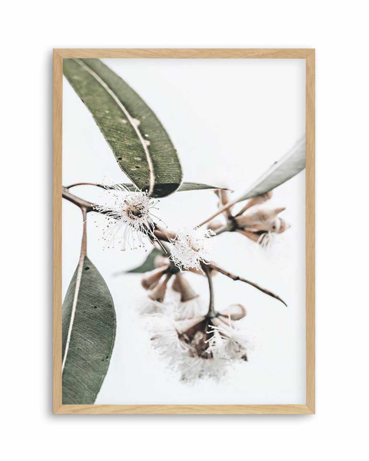 White Eucalyptus III Art Print