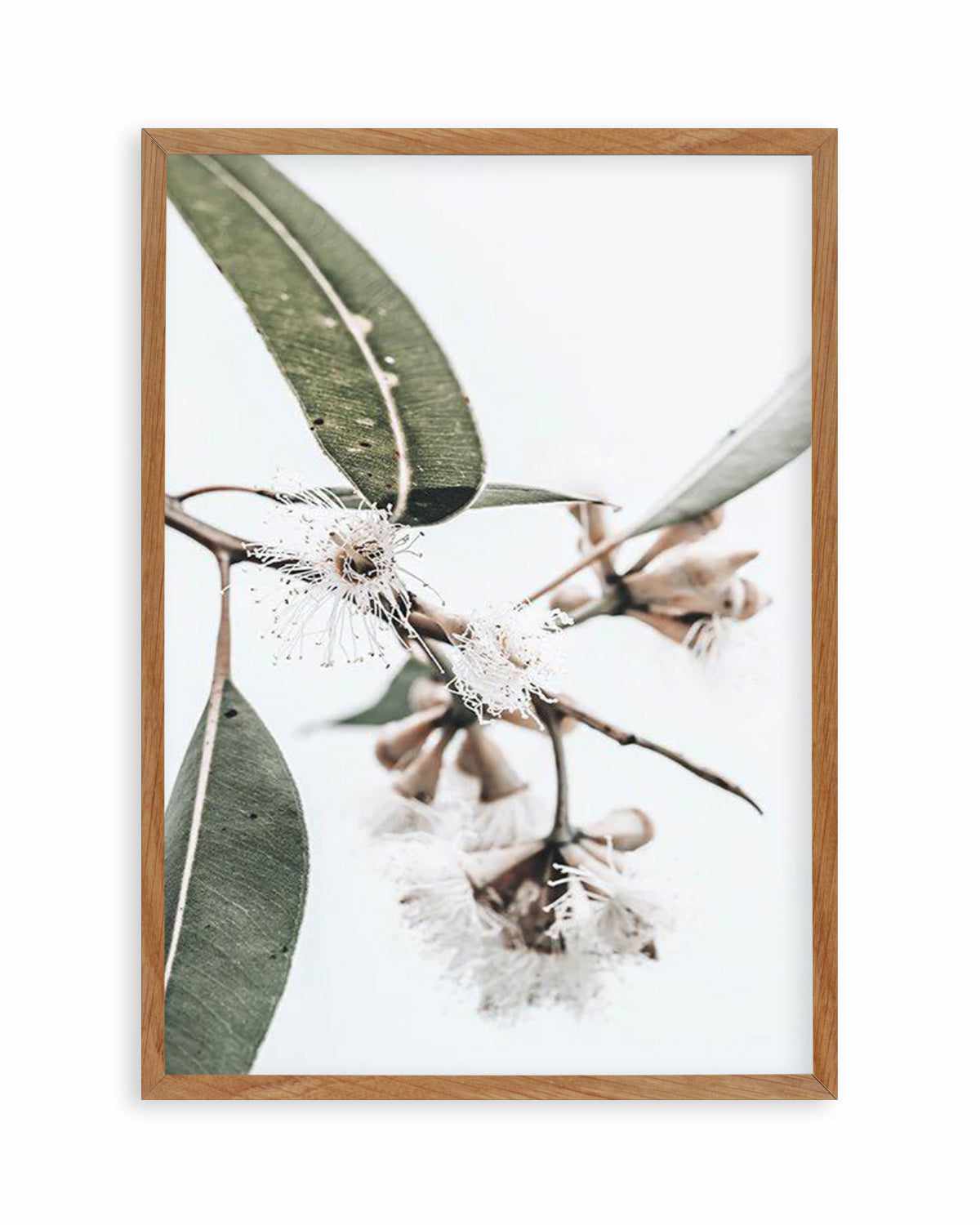 White Eucalyptus III Art Print