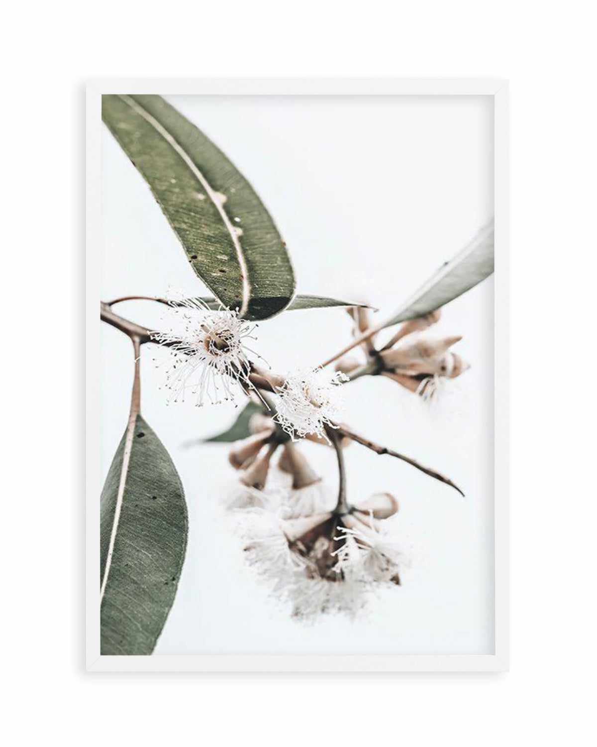 White Eucalyptus III Art Print