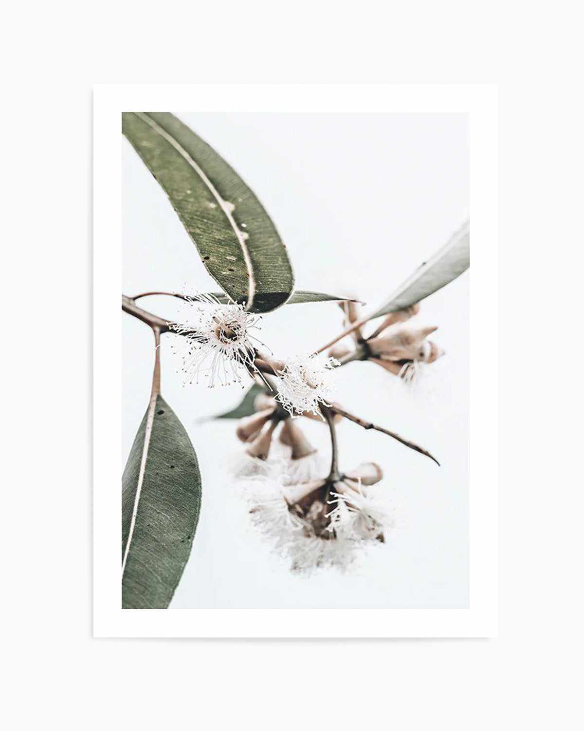 White Eucalyptus III Art Print