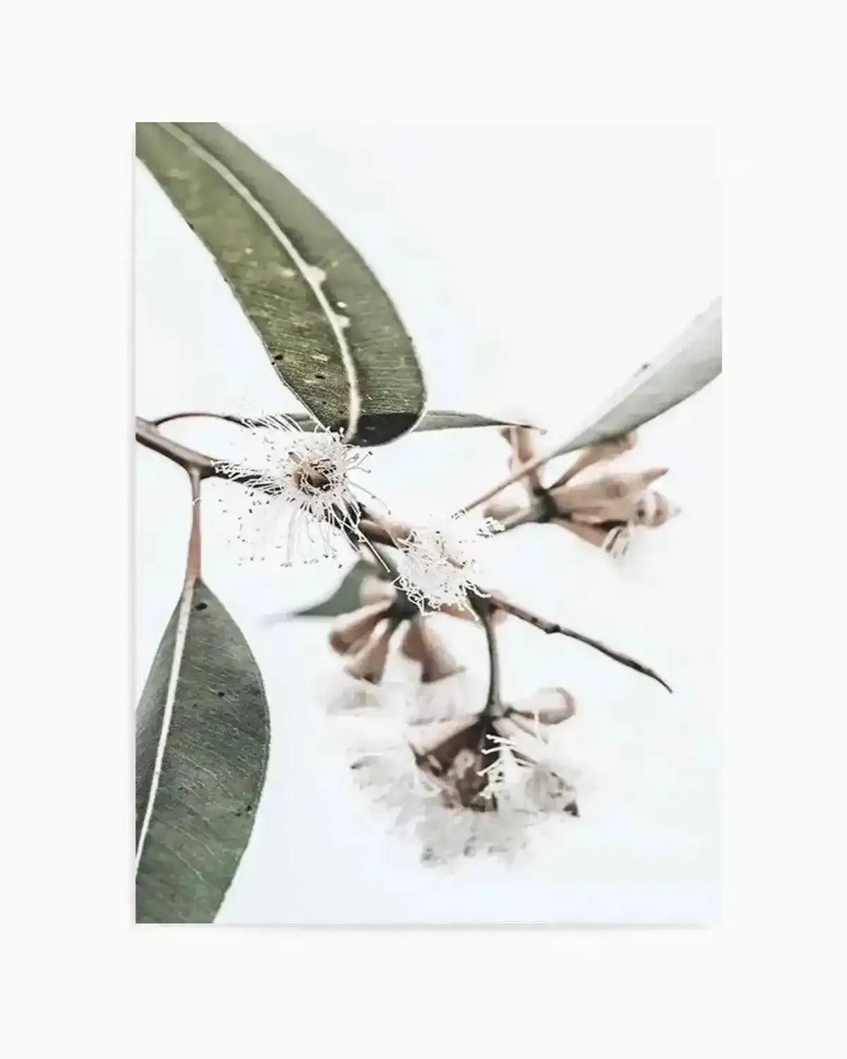 White Eucalyptus III Art Print from Olive et Oriel where you can shop wallpaper and artworks online