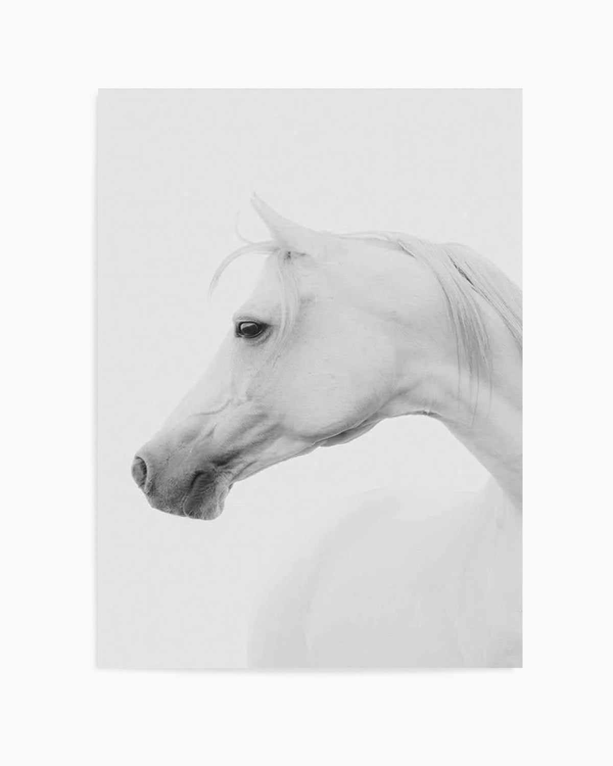 White Horse I Art Print