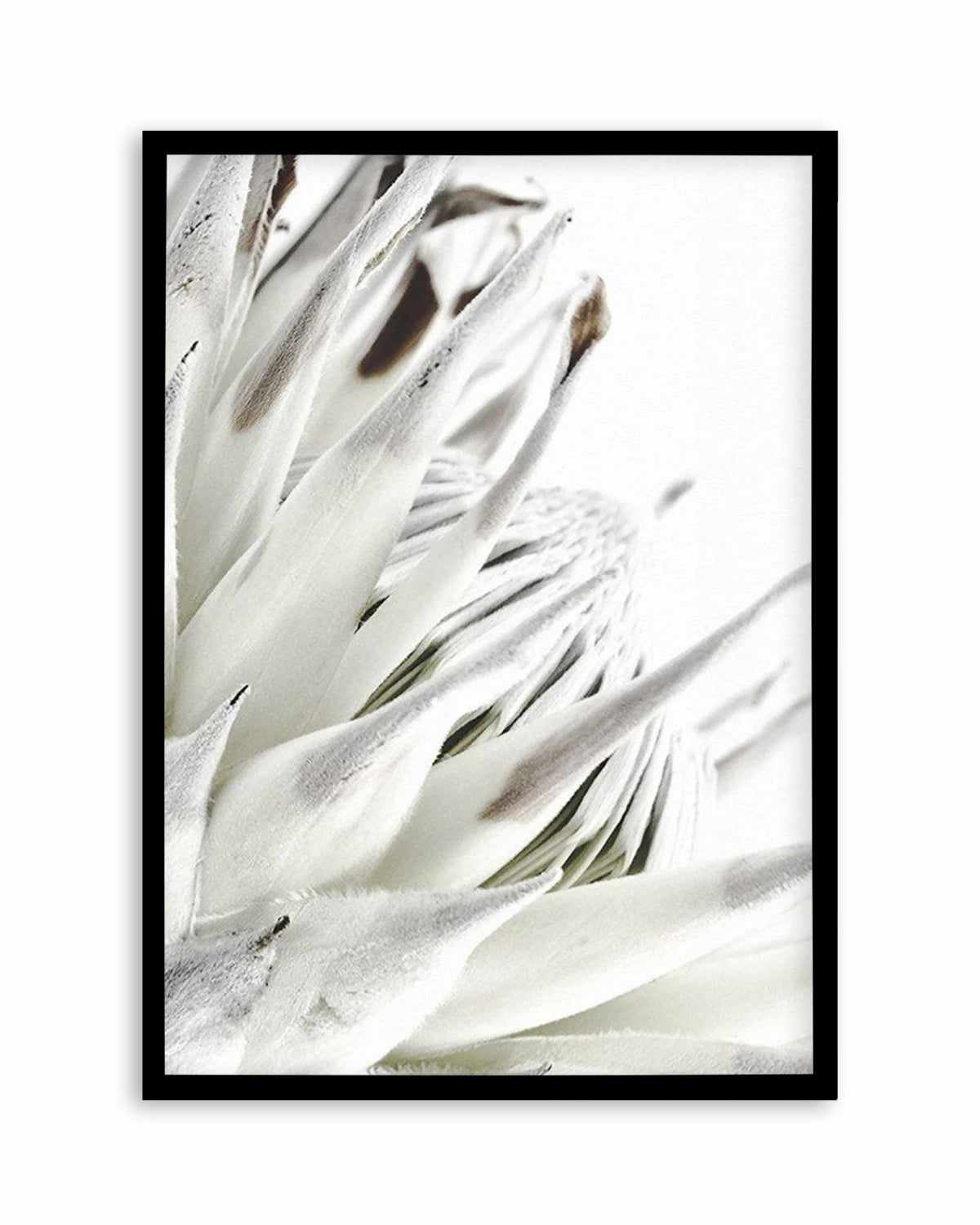 White King Protea Art Print