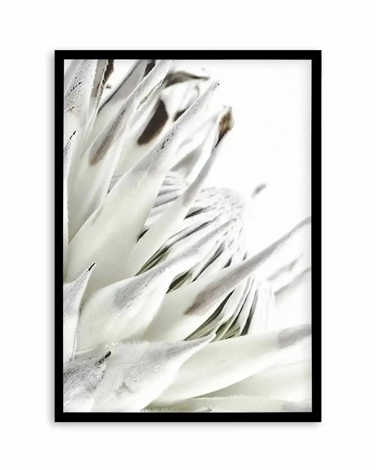 White King Protea Art Print from Olive et Oriel where you can shop wallpaper and artworks online