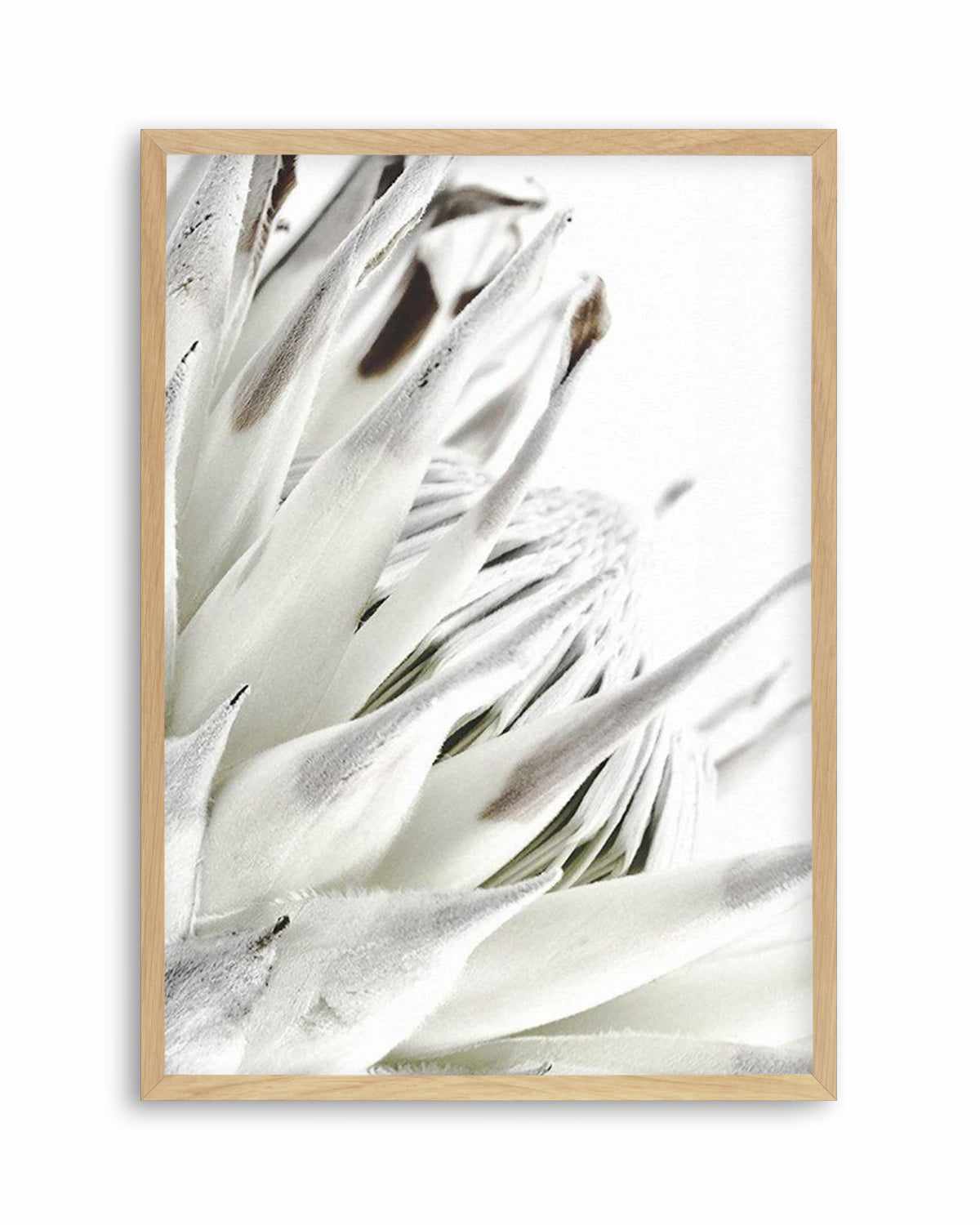 White King Protea Art Print