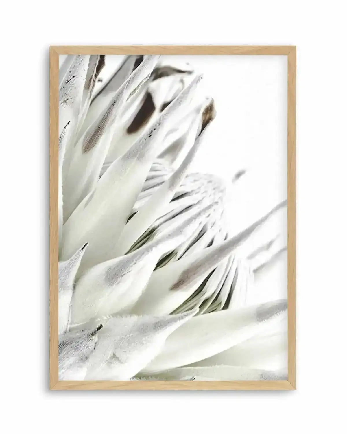 White King Protea Art Print from Olive et Oriel where you can shop wallpaper and artworks online