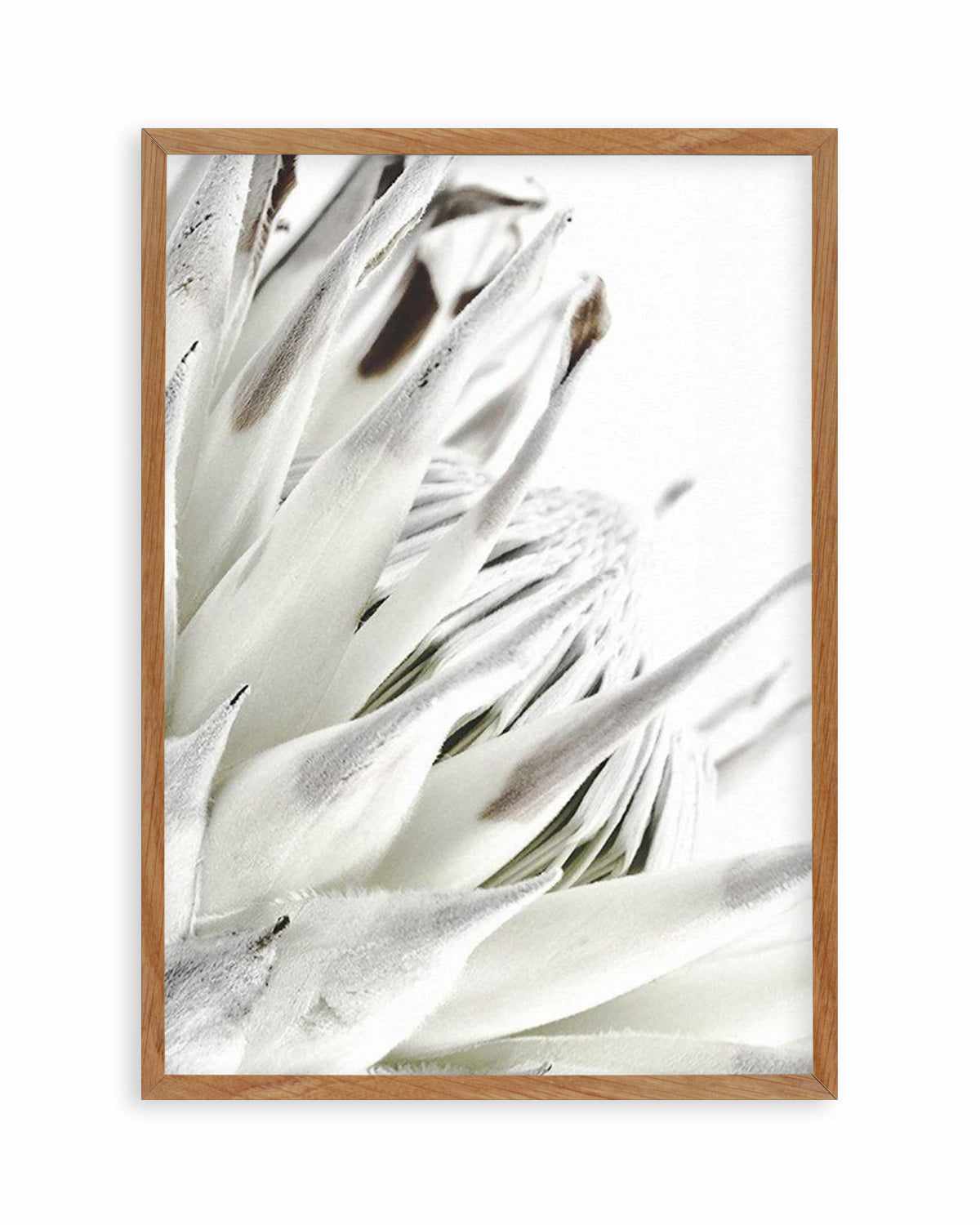 White King Protea Art Print