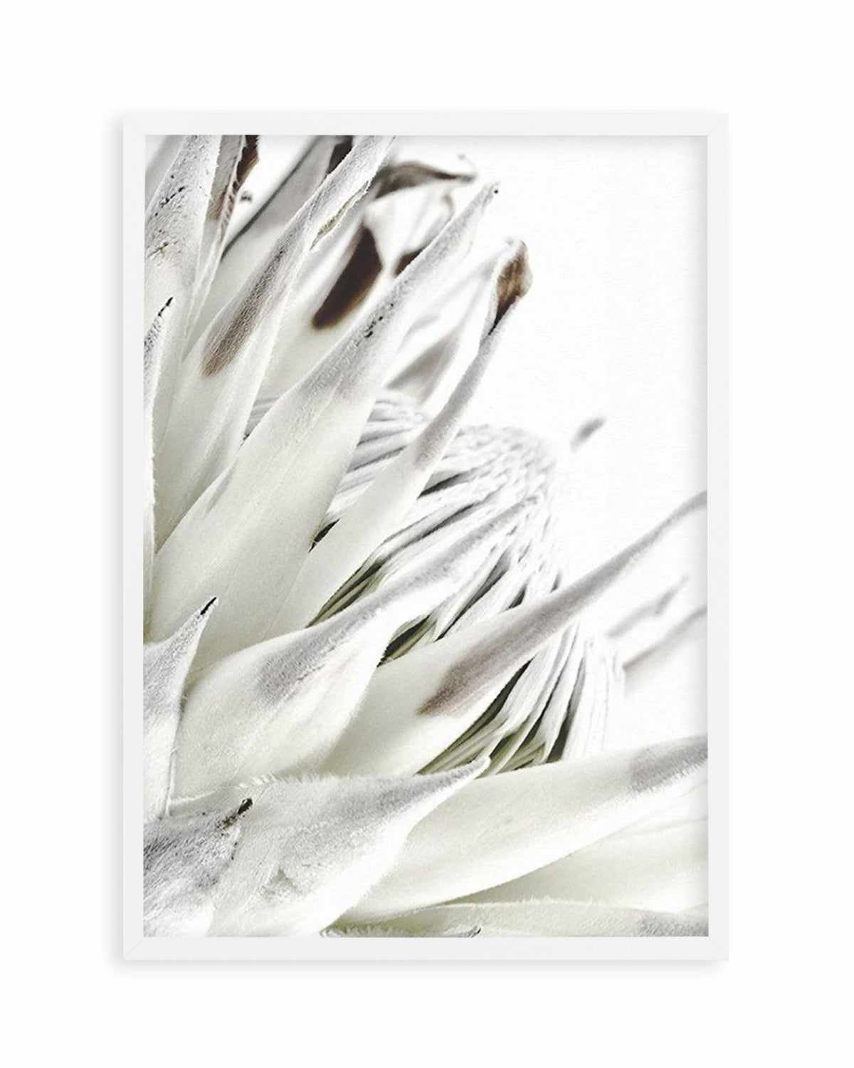 White King Protea Art Print