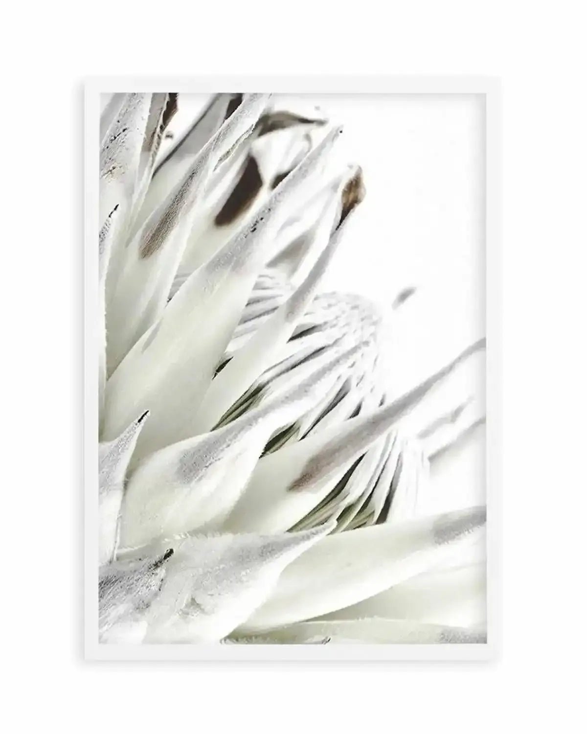 White King Protea Art Print from Olive et Oriel where you can shop wallpaper and artworks online