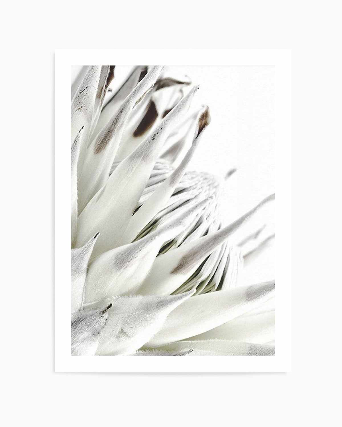 White King Protea Art Print