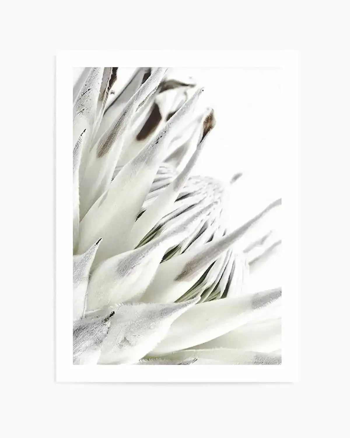 White King Protea Art Print from Olive et Oriel where you can shop wallpaper and artworks online