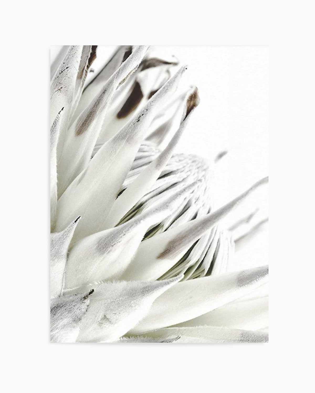 White King Protea Art Print