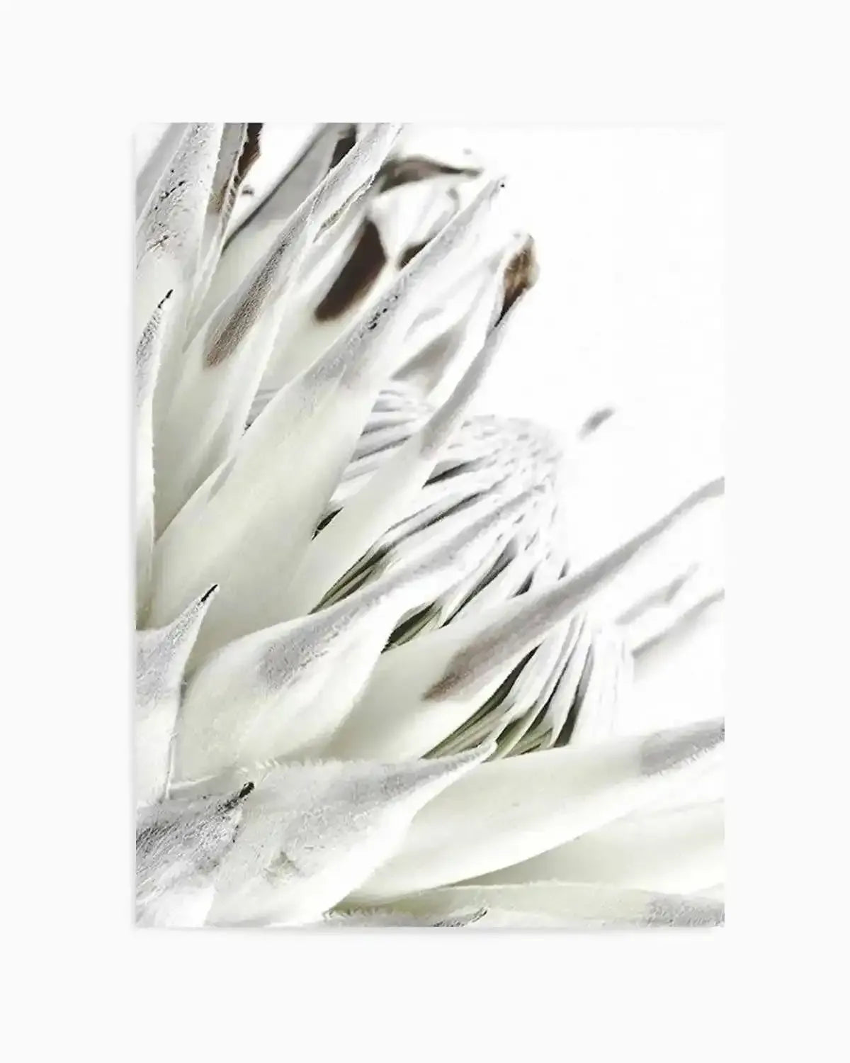 White King Protea Art Print from Olive et Oriel where you can shop wallpaper and artworks online