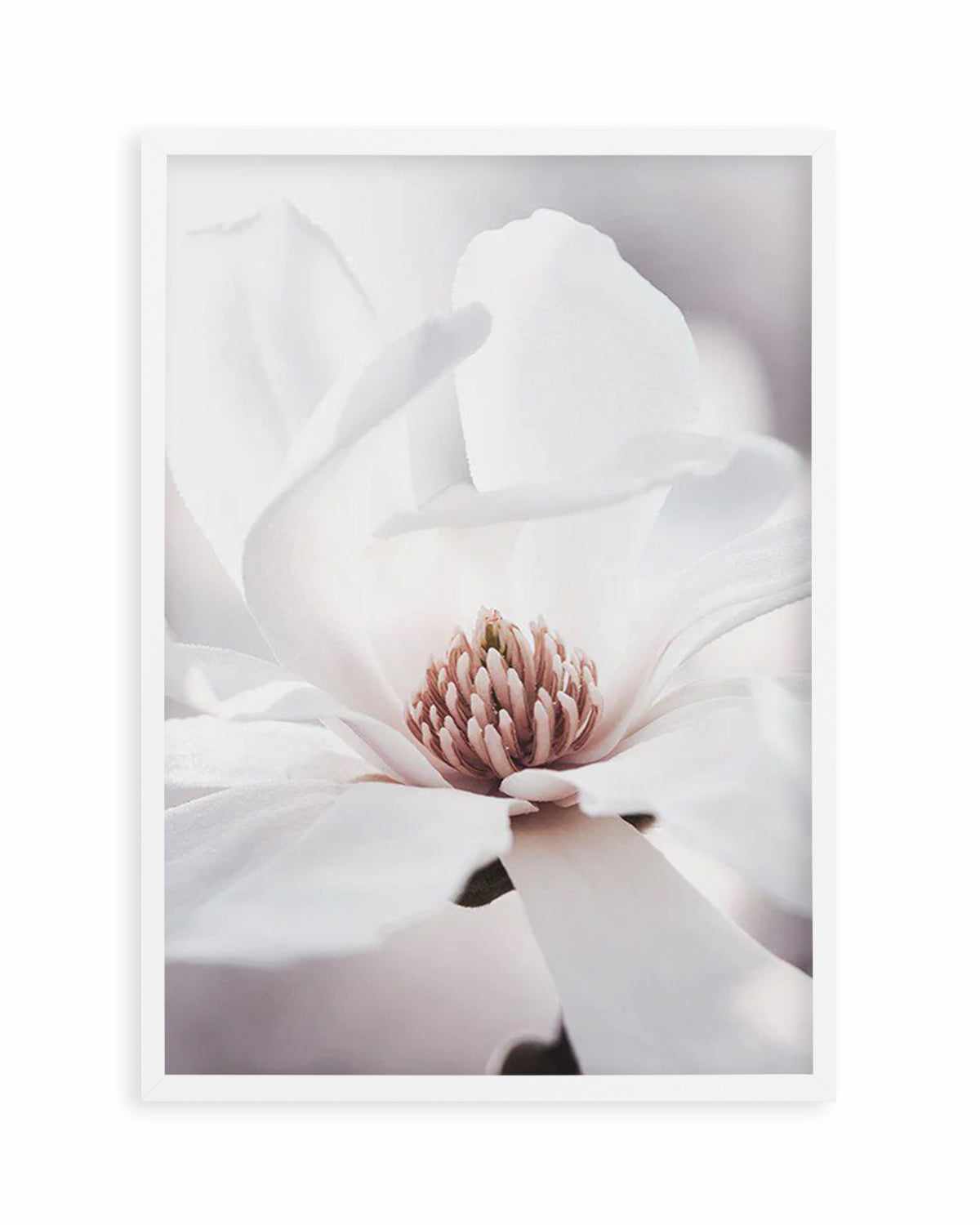 White Magnolia I Art Print