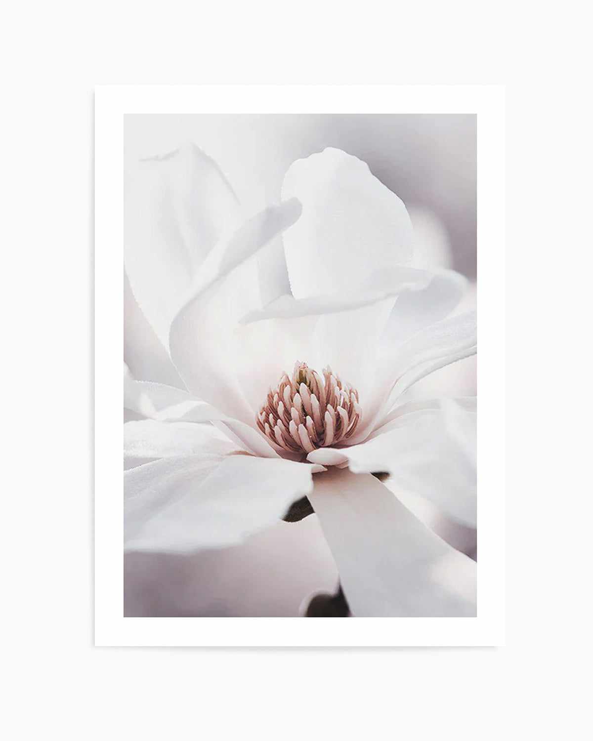 White Magnolia I Art Print