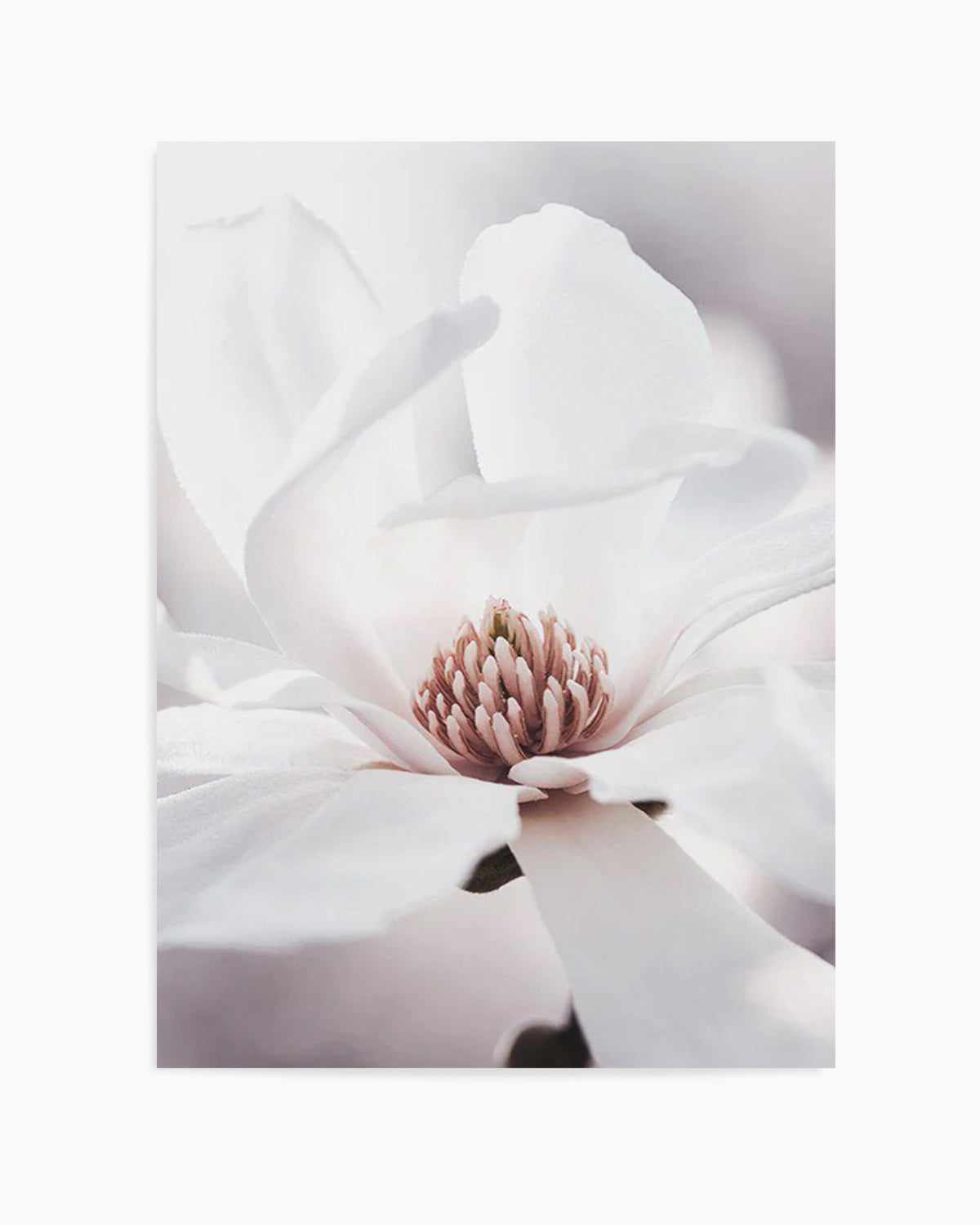 White Magnolia I Art Print