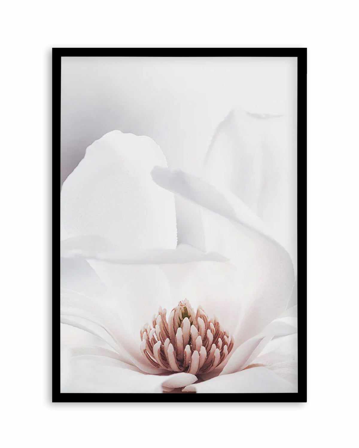 White Magnolia II Art Print