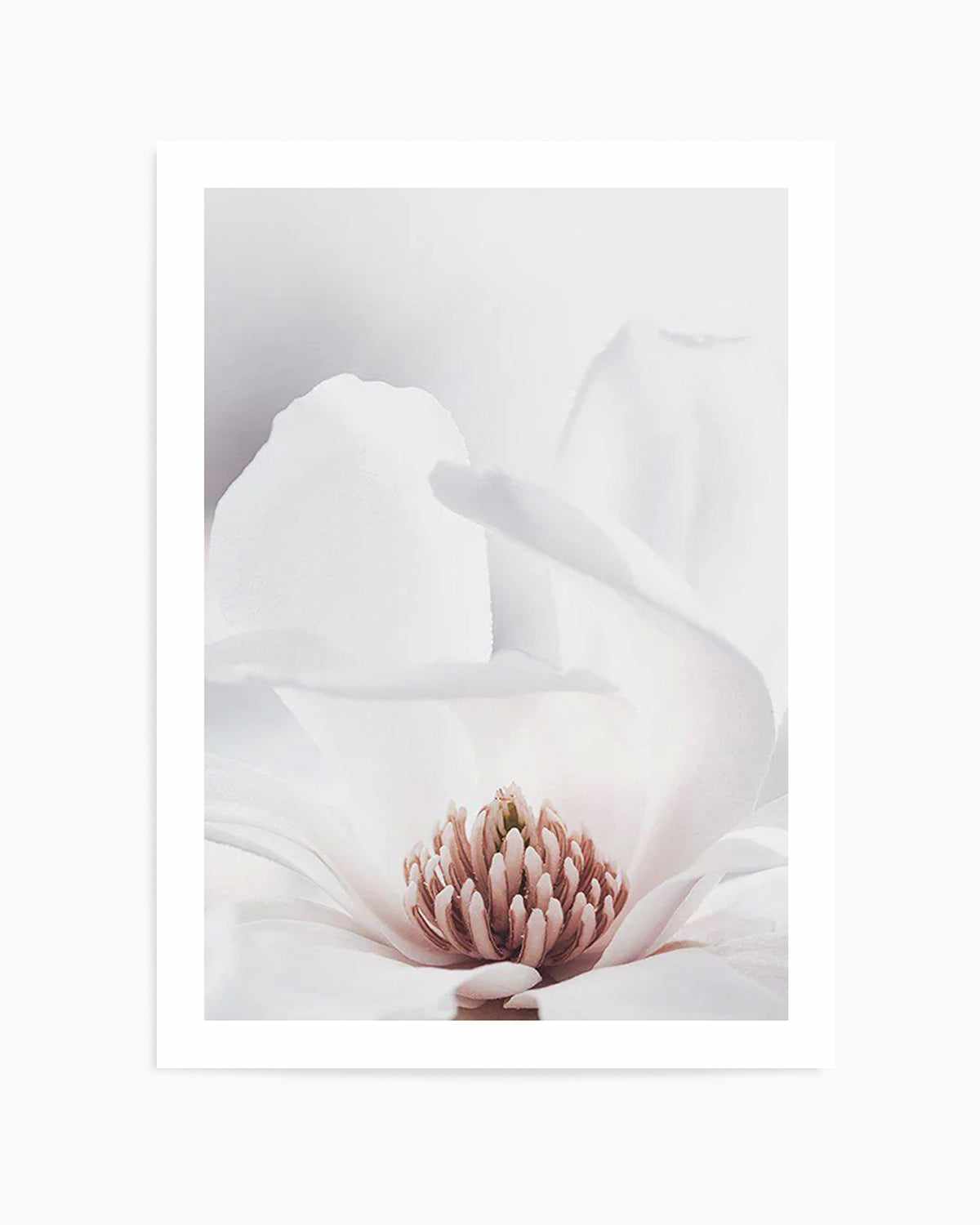 White Magnolia II Art Print