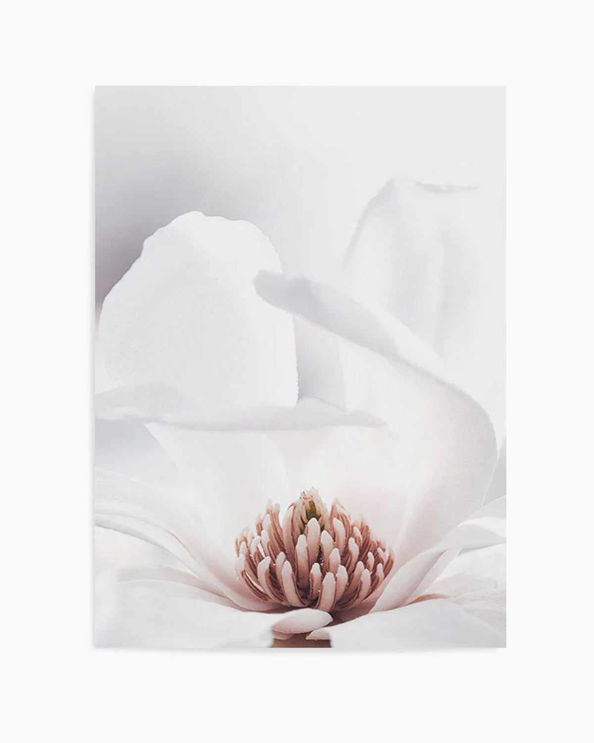 White Magnolia II Art Print