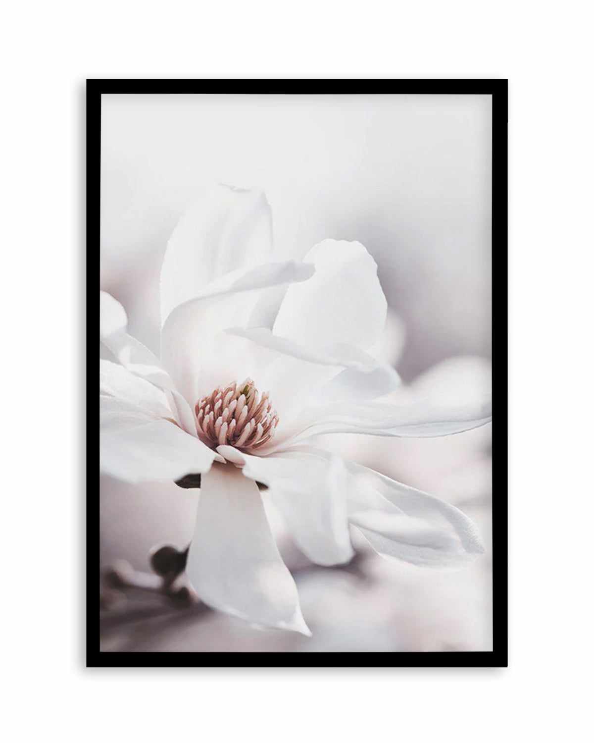 White Magnolia III Art Print