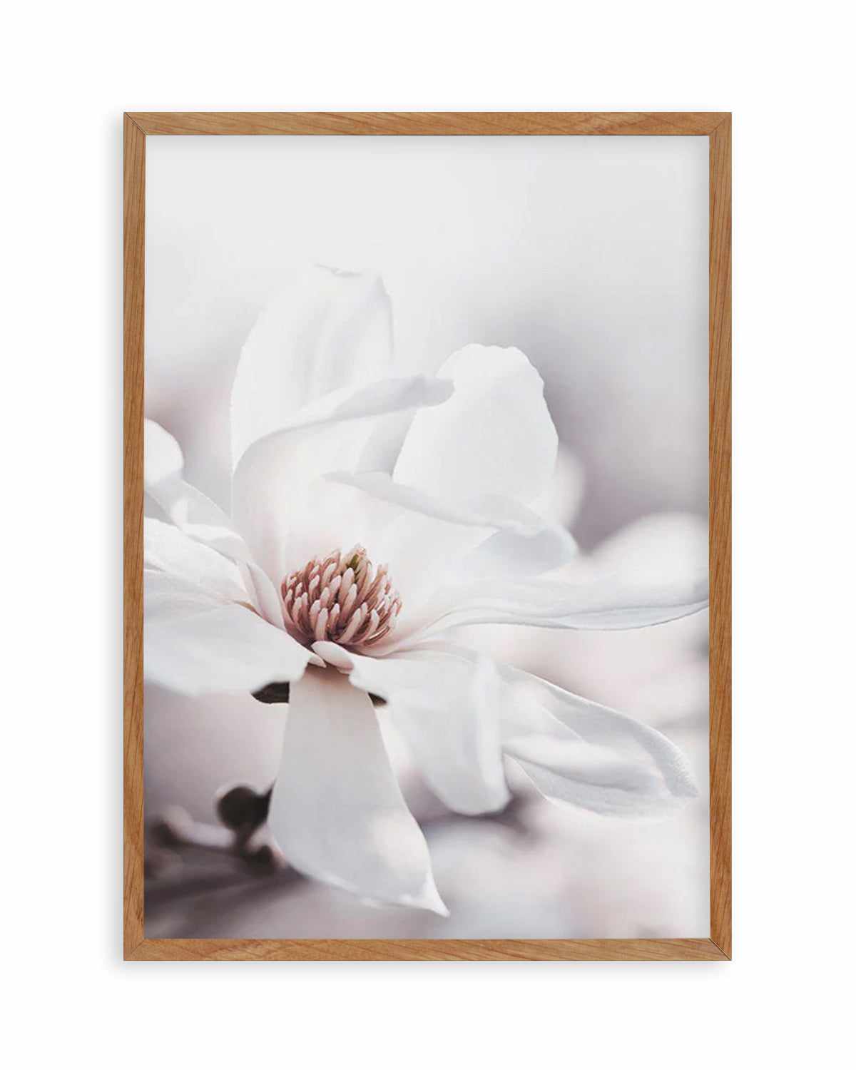 White Magnolia III Art Print