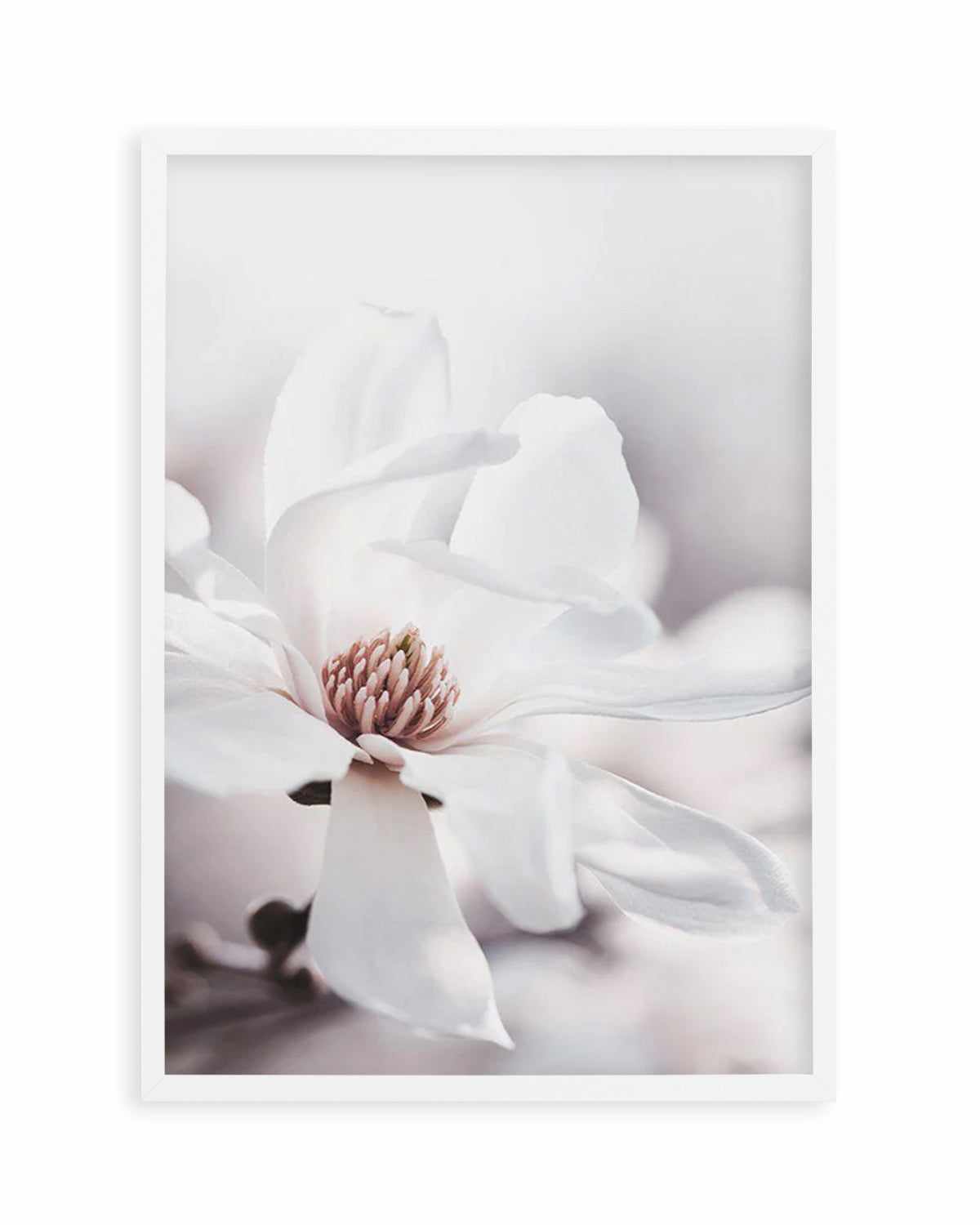 White Magnolia III Art Print