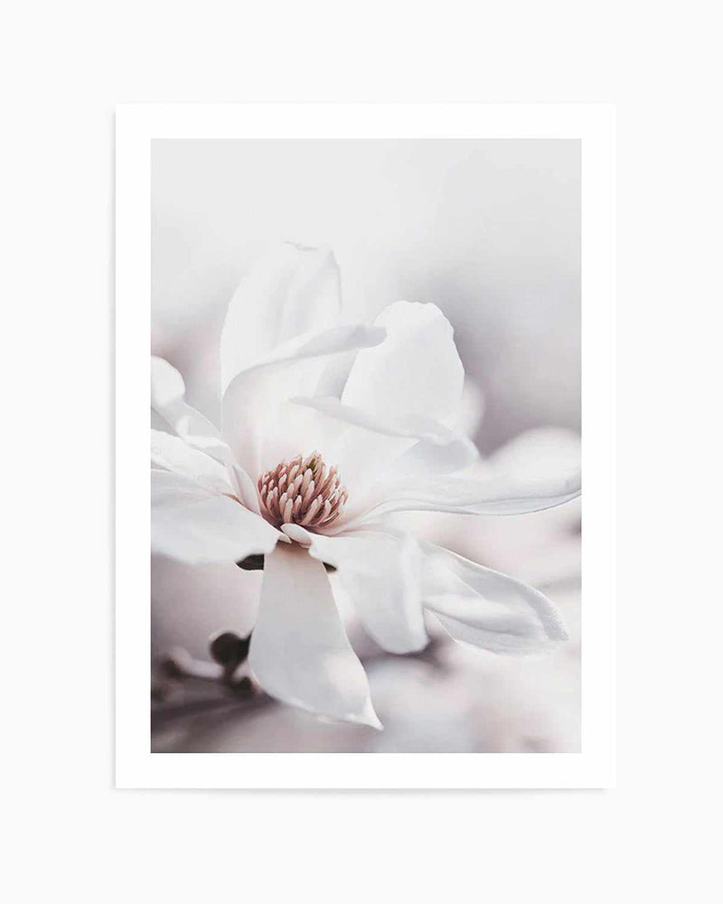 White Magnolia III Art Print