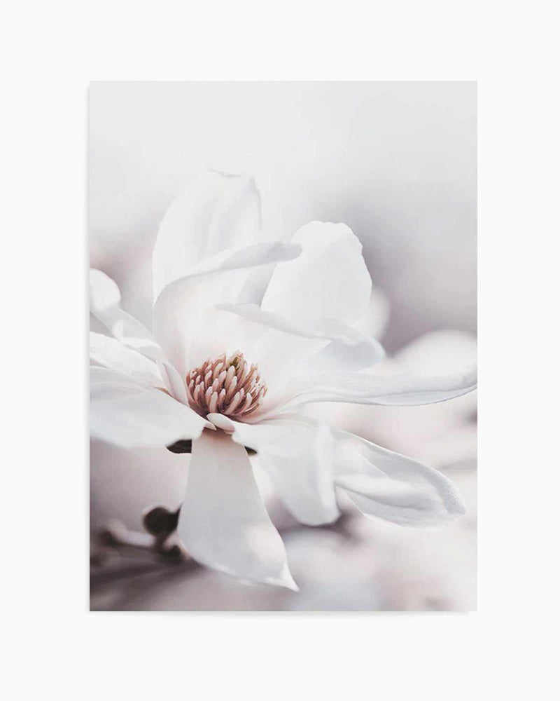 White Magnolia III Art Print