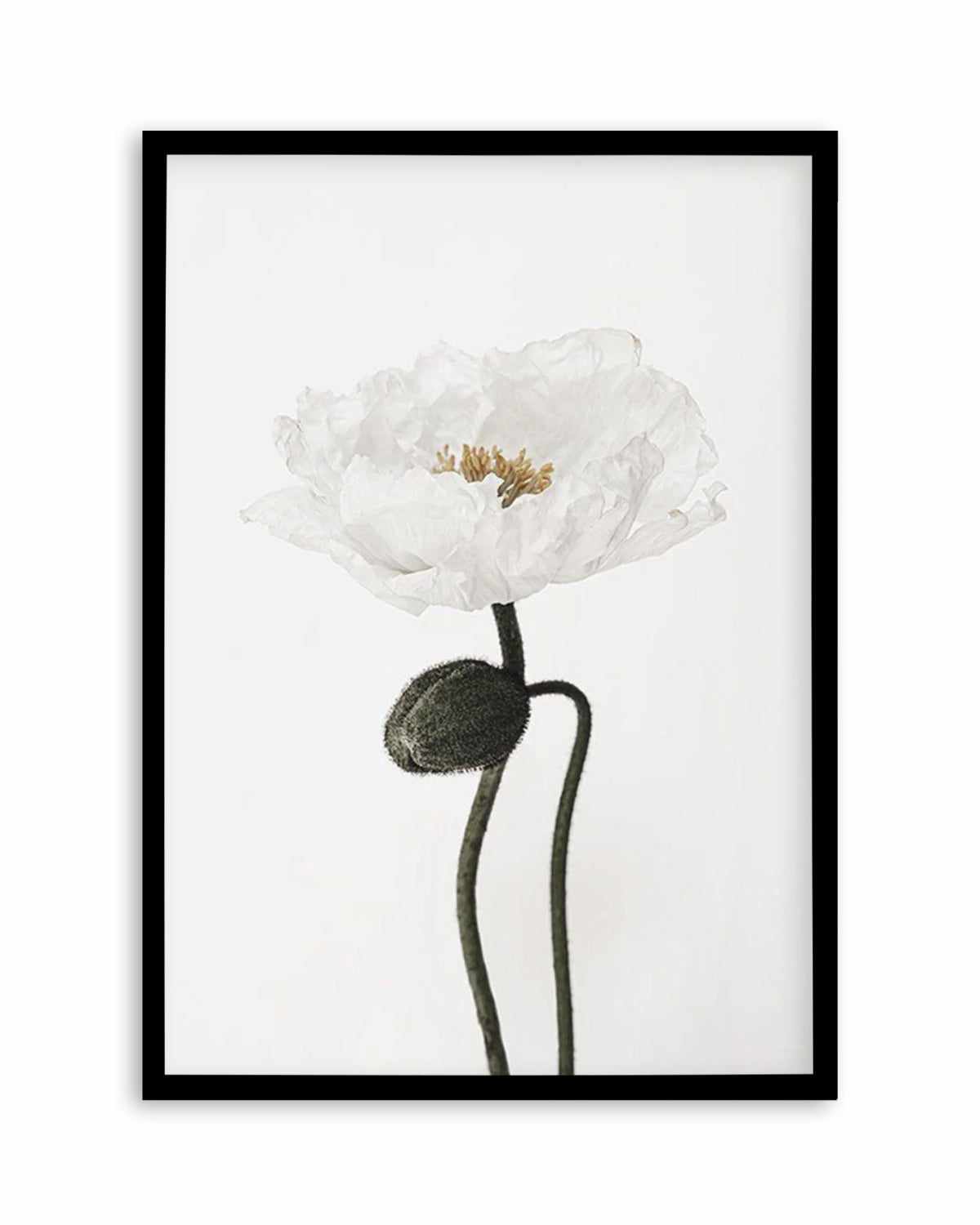 White Poppy I Art Print